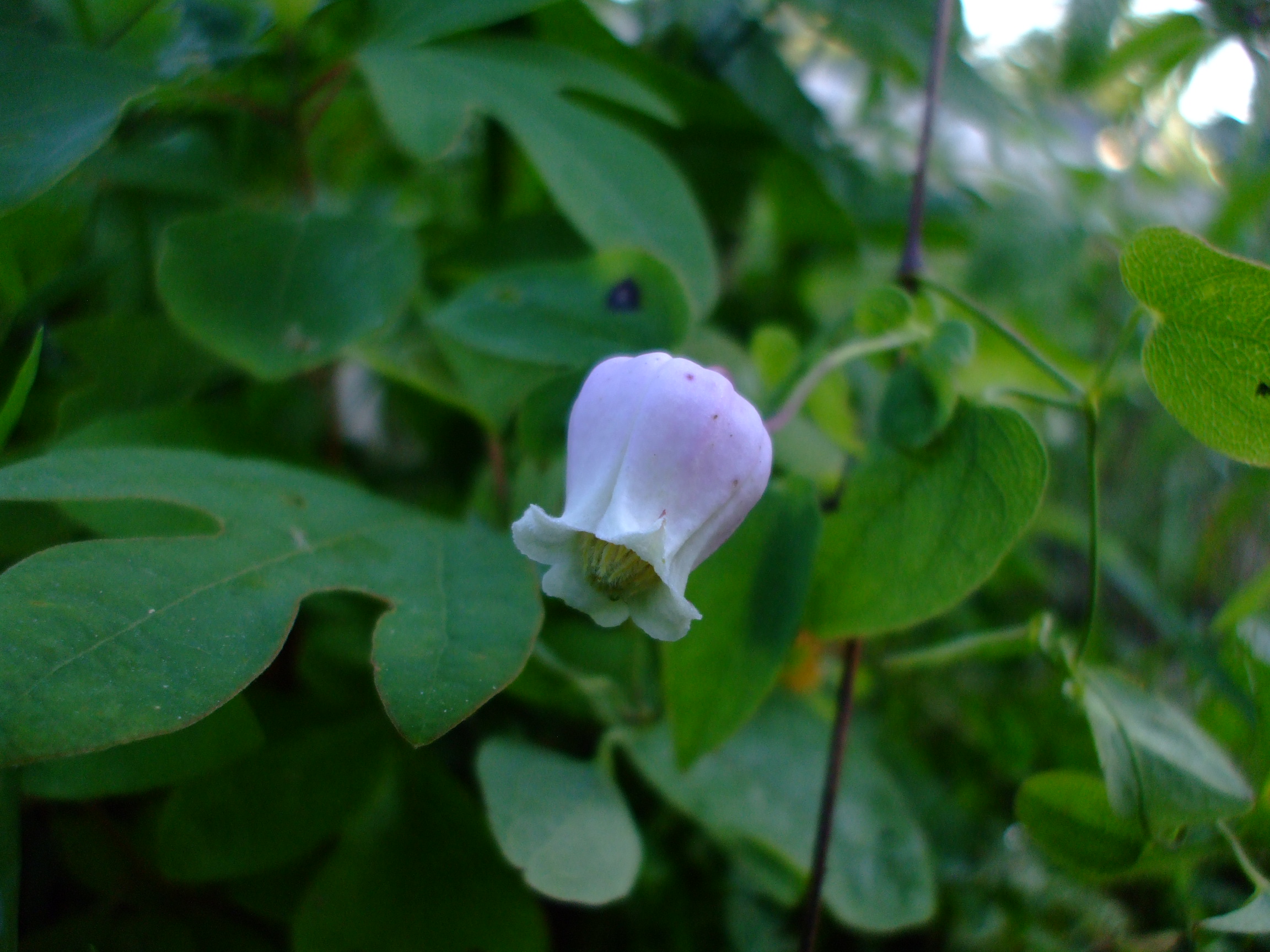Clematis versicolor